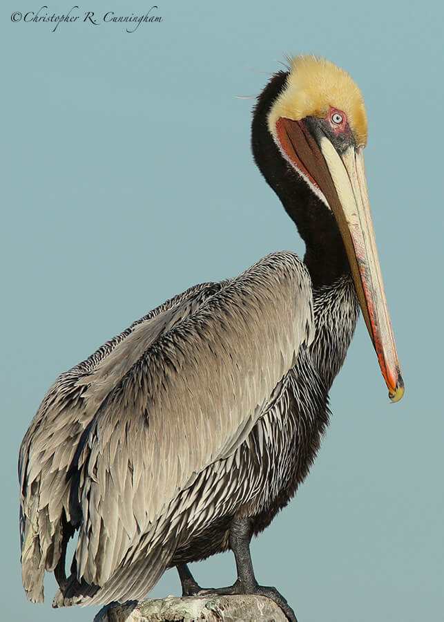 California Pelican, Offatt's Bayou, Galveston Island, Texas