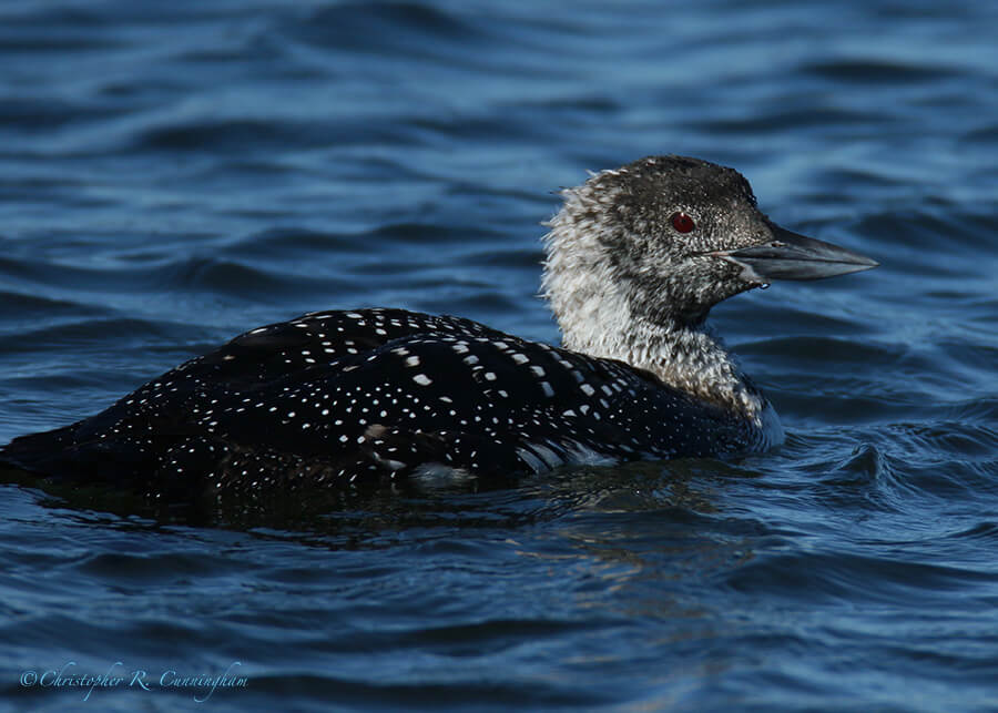 Common Loon in Pin Feathers, Offatt's Bayou, Galveston Island, Texas