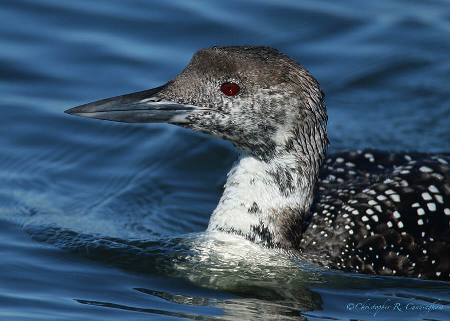 Common Loon, Offatt's Bayou, Galveston Island, Texas