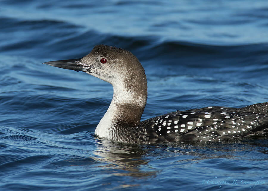 Common Loon, Offatt's Bayou, Galveston Island, Texas