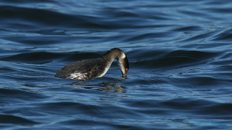 Diving Eared Grebe, Offatt's Bayou, Galveston Island, Texas