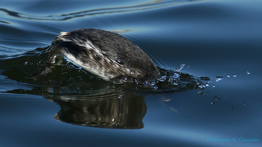 Diving Eared Grebe, Offatt's Bayou, Galveston Island, Texas