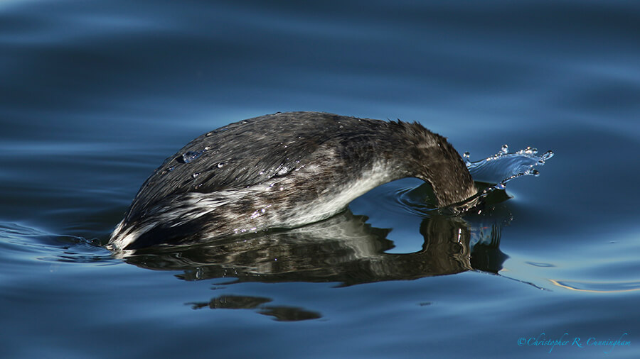 Diving Eared Grebe, Offatt's Bayou, Galveston Island, Texas