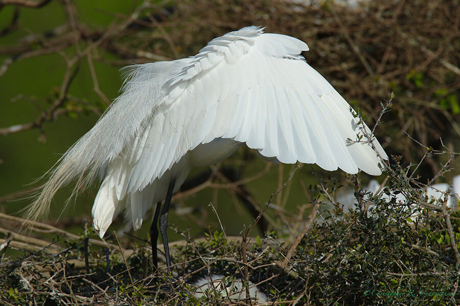 A Great Egret Shades its Young, Smith Oaks, High Island, Texas