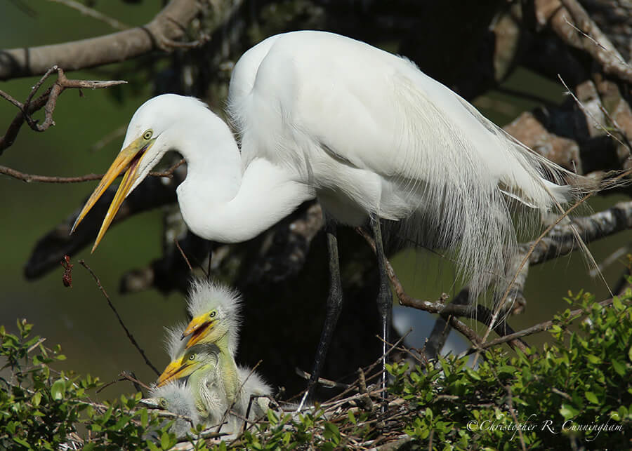 Great Egret feeding young, Smith Oaks Rookery, High Island, Texas