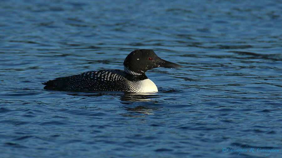 Common Loon in (Nearly) Breeding Colors, Offatt's Bayou, Galveston Island, Texas