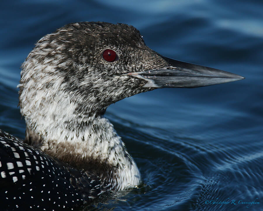 Common Loon in Pin Feathers, Offatt's Bayou, Galveston island, Texas