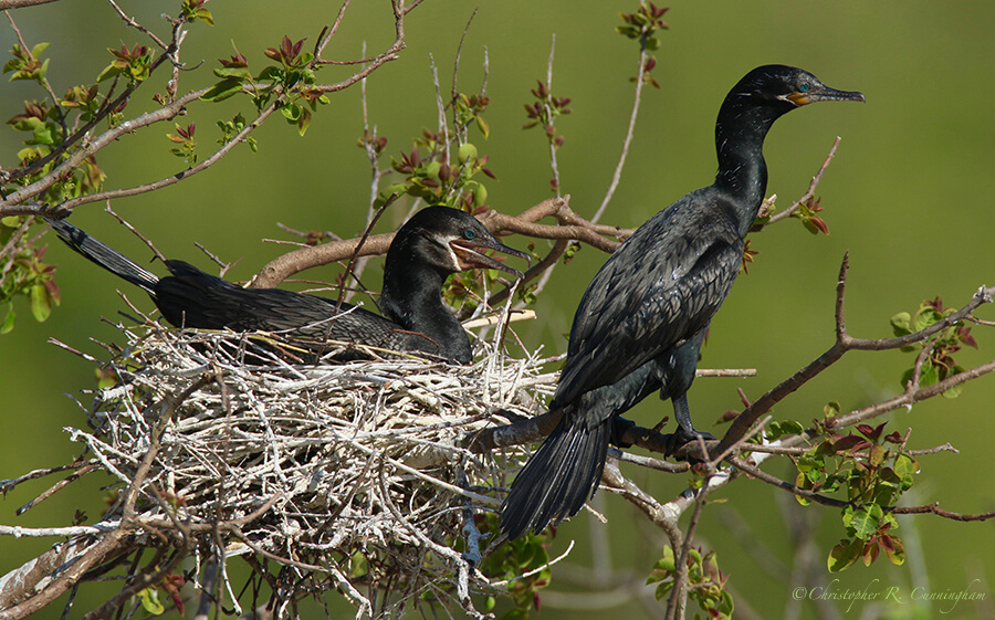 Nest-sitting Neotropic Cormorants, Smith Oaks Rookery, High Island, Texas