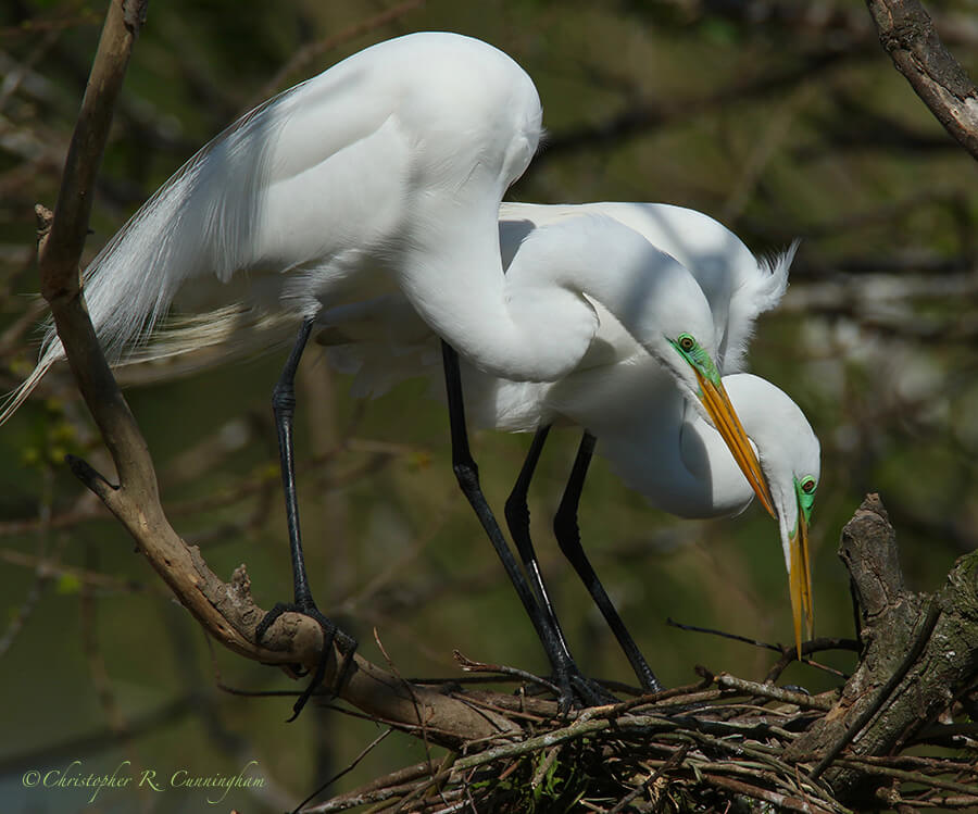 Nest-building Great Egrets, Smith Oaks Rookery, High Island, Texas