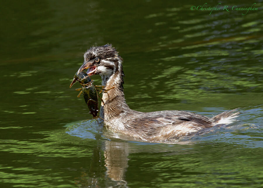 Pied-billed Grebe withCrawfish, Elm Lake, Brazos Bend State Park, Texas