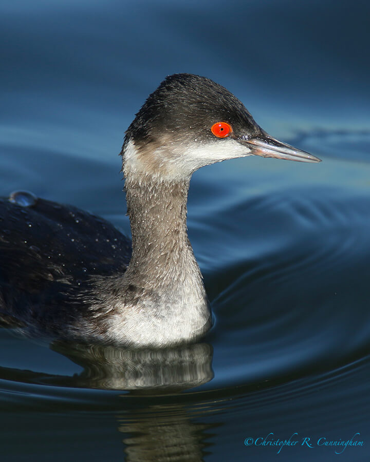 Eared Grebe, Offatt's Bayou, Galveston Island, Texas