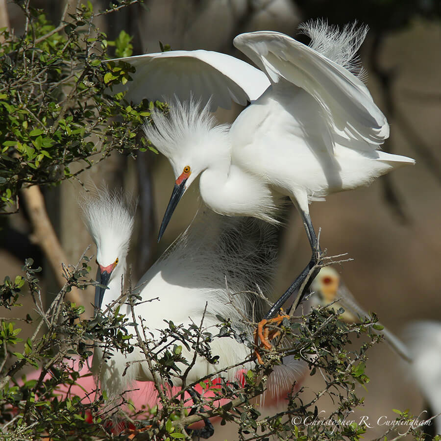 Snowy Egrets in High Breeding, Smith Oaks Rookery, High Island, Texas
