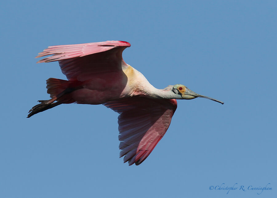 Roseate Spoonbill in Flight, Smith Oaks Rookery, High Island, Texas