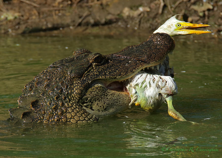 Alligator with Great Egret Nestling, Smith Oaks Rookery, High Island, Texas