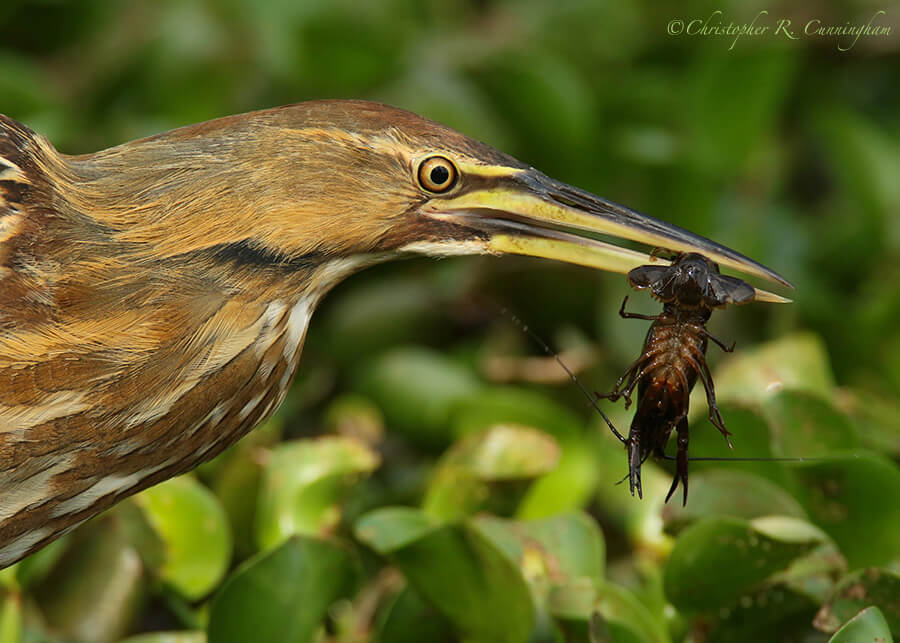 American Bittern with Crawfish, 40-Acre Lake, Brazos Bend State park, Texas