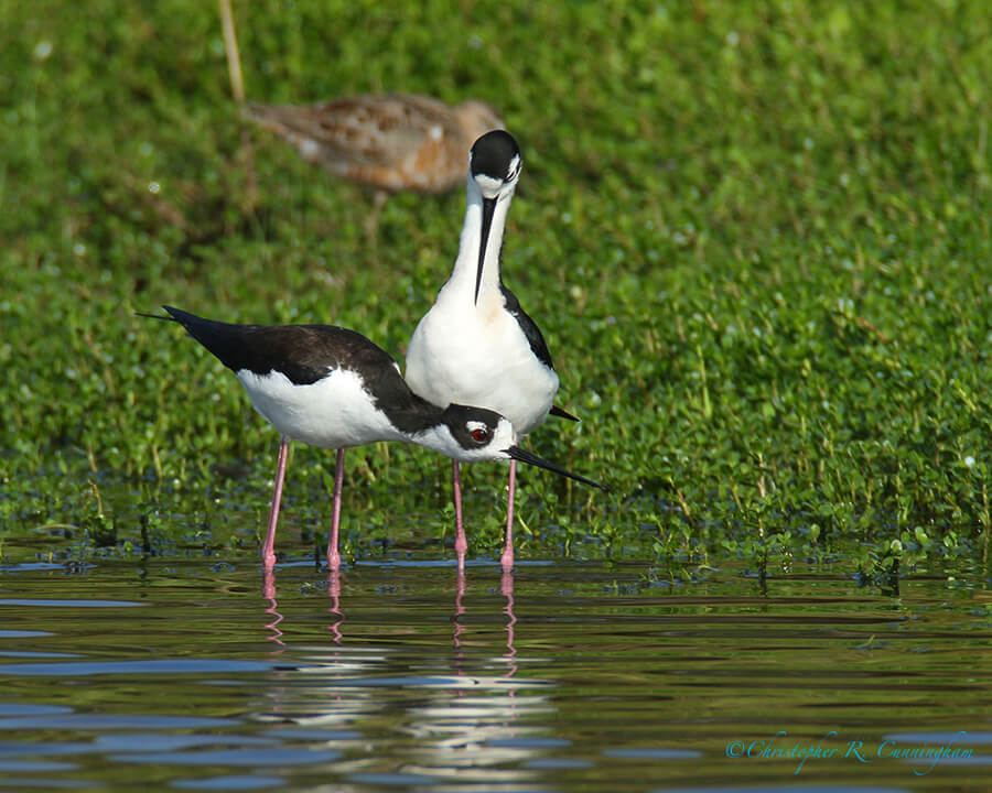 Black-necked Stilt 1, Lafitte's Cove, Galveston Island, Texas