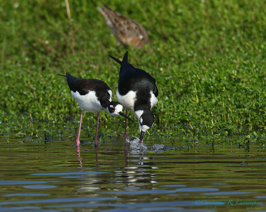 Black-necked Stilts 2, Lafitte's Cove, Galveston Island, Texas