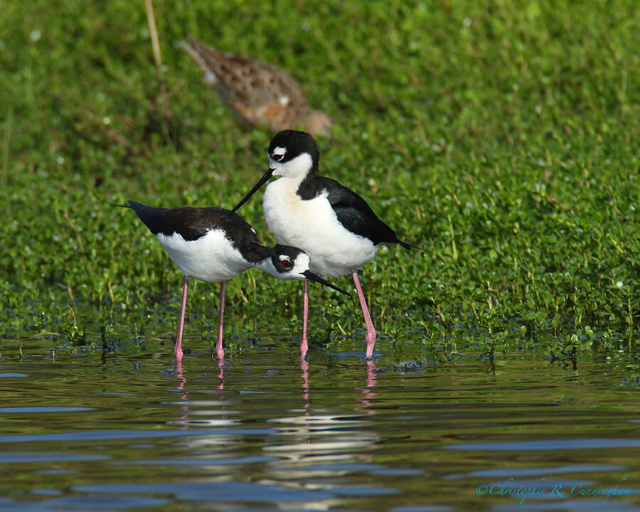 Black-necked Stilts 3, Lafitte's Cove, Galveston Island, Texas