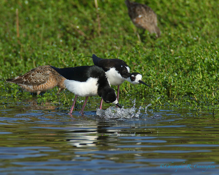 Black-necked Stilt 4, Lafitte's Cove, Galveston Island, Texas