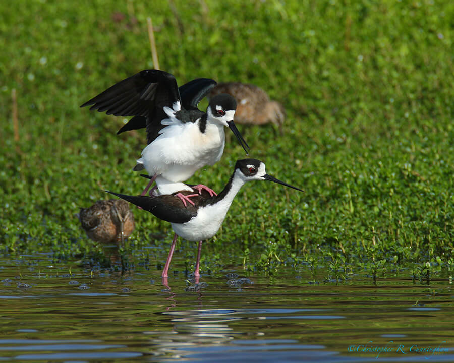 Black-necked Stilt 5, Lafitte's Cove, Galveston Island, Texas