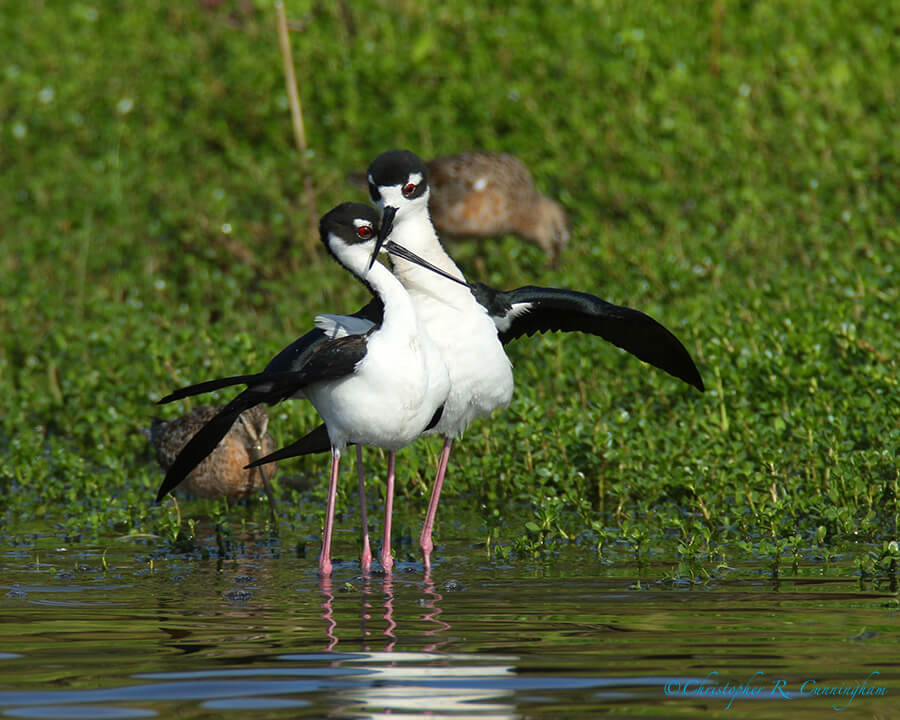 Black-necked Stilts 6, Lafitte's Cove, Galveston Island, Texas