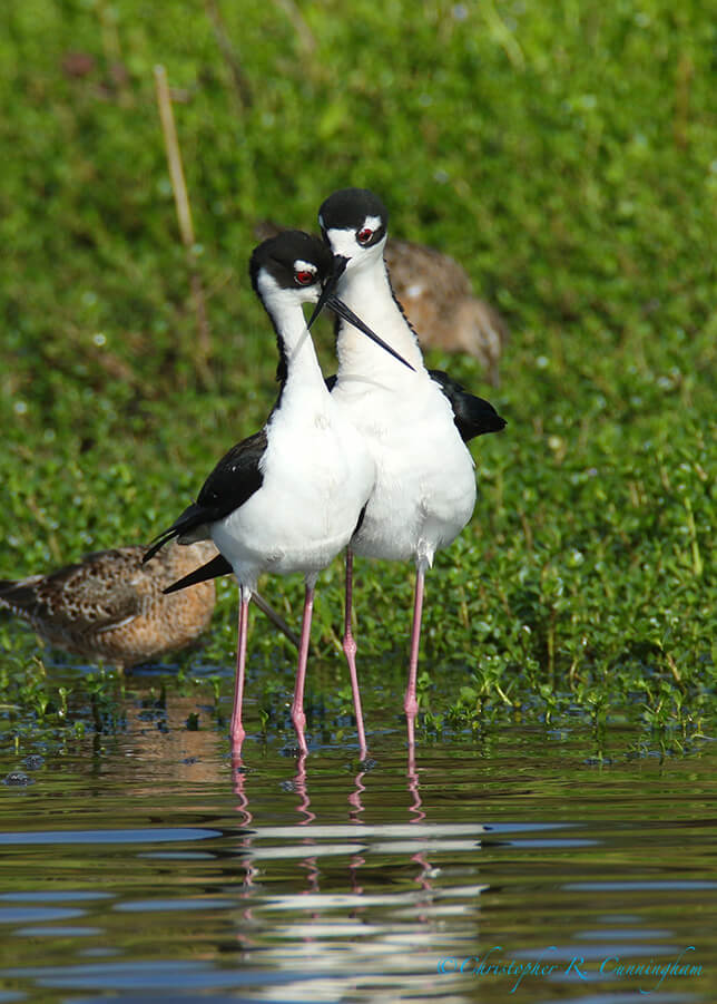 Black-necked Stilts 7, Lafitte's Cove, Galveston Island, Texas