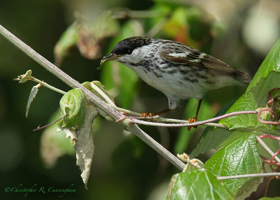 Male Blackpoll Warbler on Grapevine with Caterpillar, Lafitte's Cove, Galveston Island, Texas