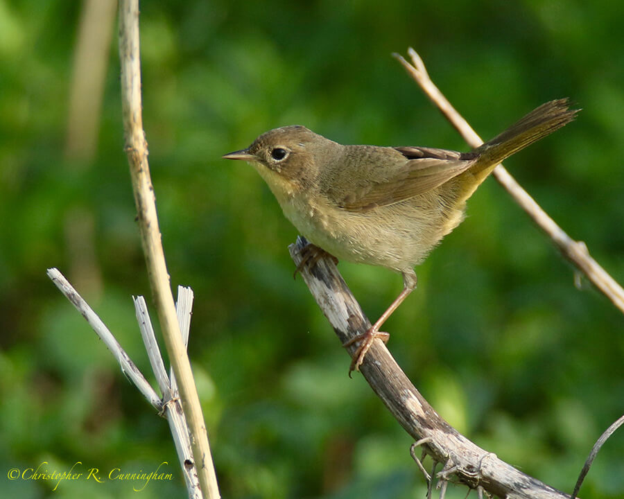 Common Yellowthroat, Pilant Lake, BBSP, Texas