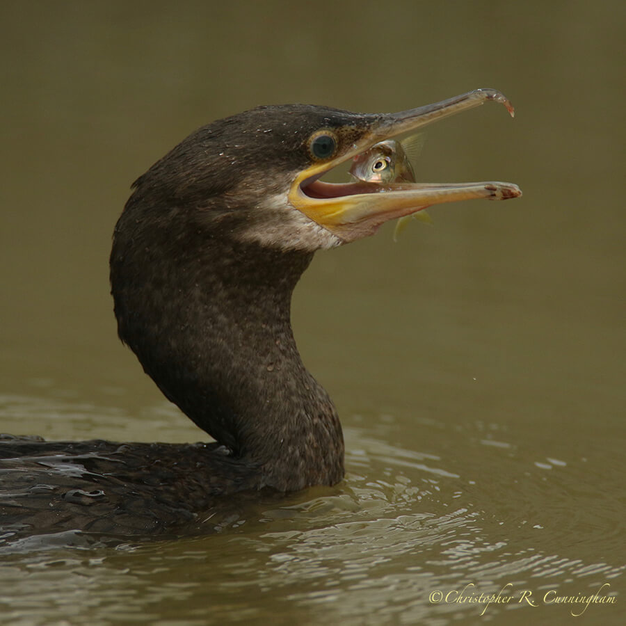 Cormorant with Minnow, Fiorenza Park, Houston, Texas