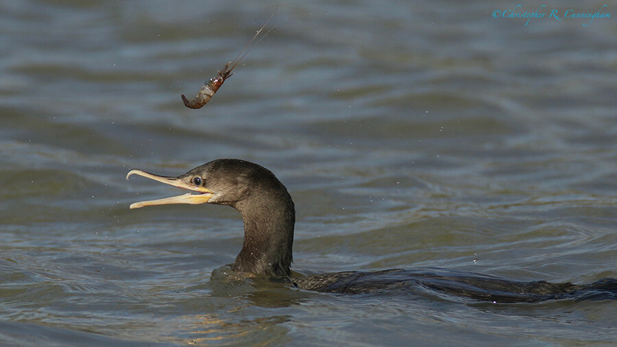 Cormorant with shrimp, Fiorenza Park, Houston, Texas