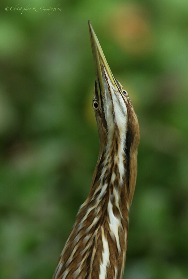 Looking American Bittern, 40-Acre Lake, Brazos Bend State Park, Texas
