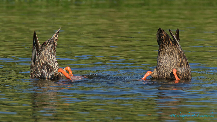 Dabbling Mottled Drakes, Lafitte's Cove, Galveston Island, Texas