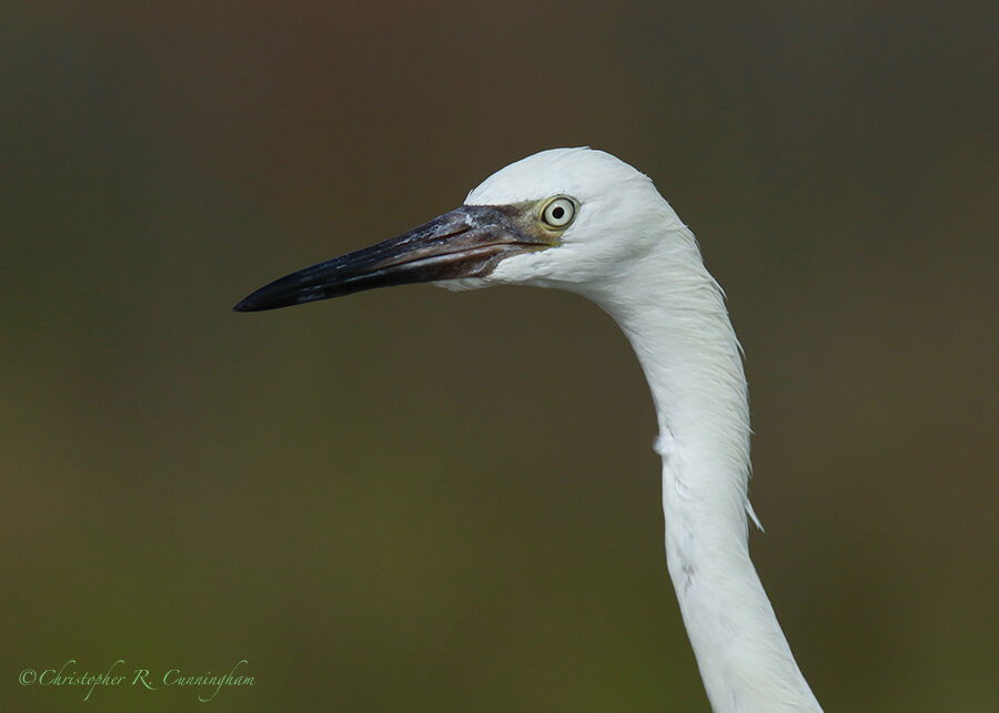 Portrait young Reddish Egret, East Beach, Galveston Island, Texas