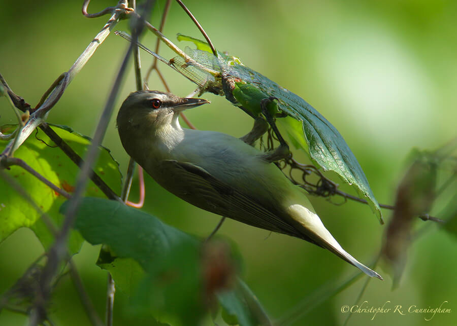 Red-eyed Vireo with Dragonfly Caught in Spiderweb, Lafitte's Cove, Galveston Island, Texas