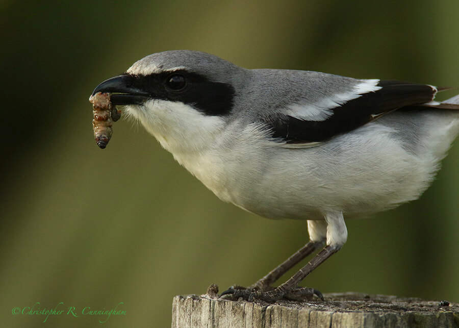 Loggerhead Shrike wiht Caterpillar, Lafitte's Cove, Galveston Island, Texas