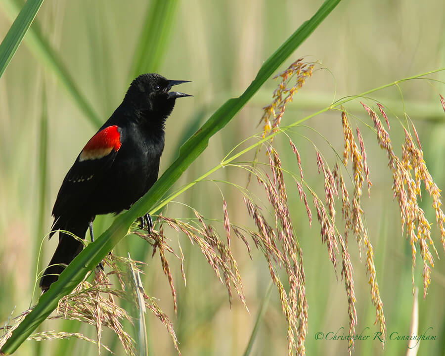 Singing Male Red-winged Blackbird, Pilant Lake, Brazos Bend State Park, Texas