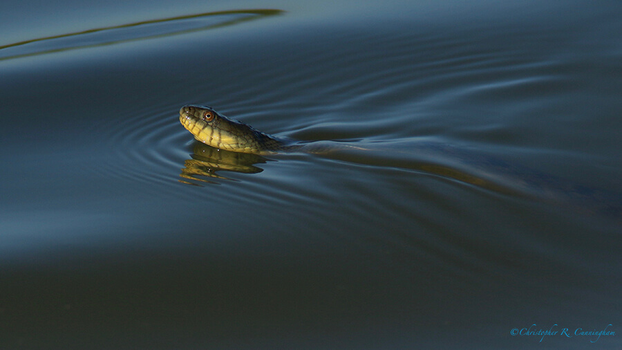 Swimming diamondback water snake, Fiorenza Park, Houston, Texas