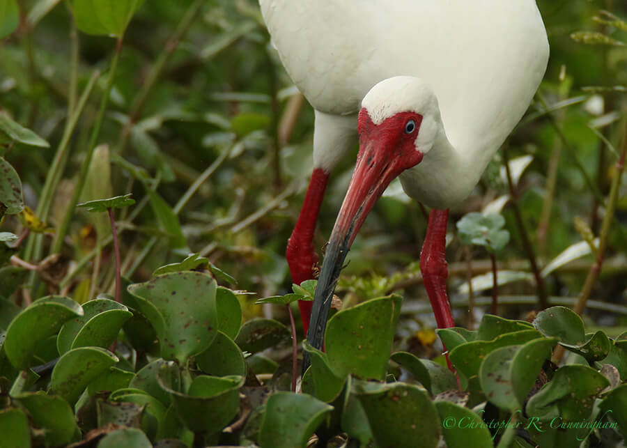 White Ibis in Breeding with Beak-full of Invertebrates, Pilant Slough, Brazos Bend State Park, Texas