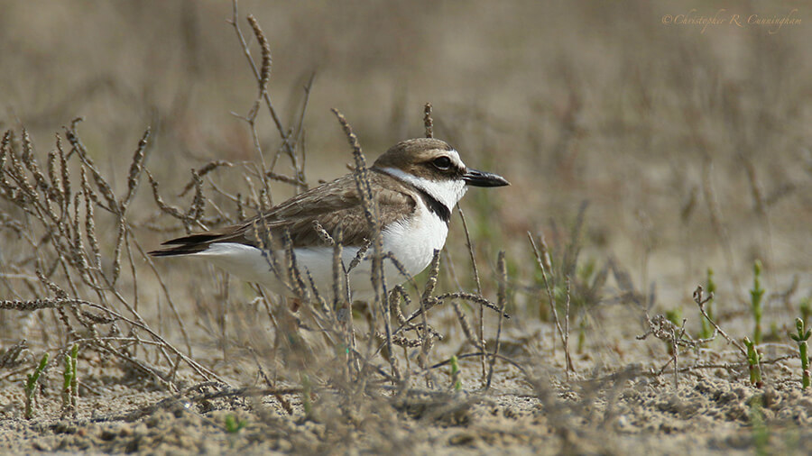 Wilson's Plover, East Beach, Galveston Island, Texas