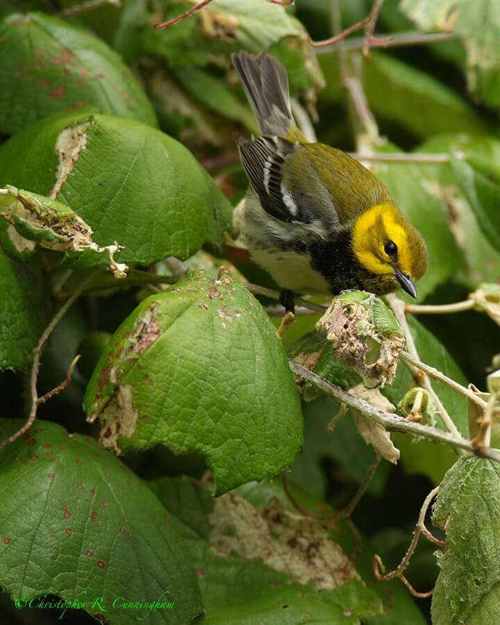 Black-throated Green Warbler on Grape Vine, Lafitte's Cove, Galveston Island, Texas