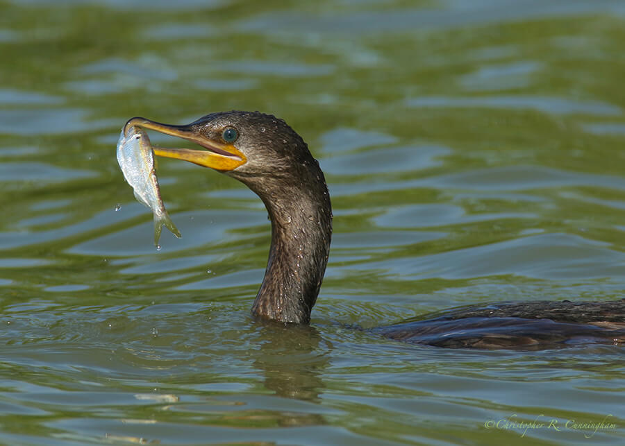 Cormorant with Threadfin Shad, Fiorenza Park, Houston, Texas