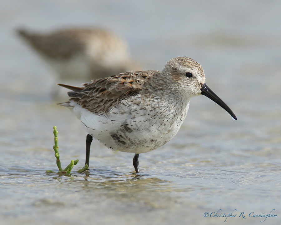 Dunlin, East Beach, Galveston Island, Texas