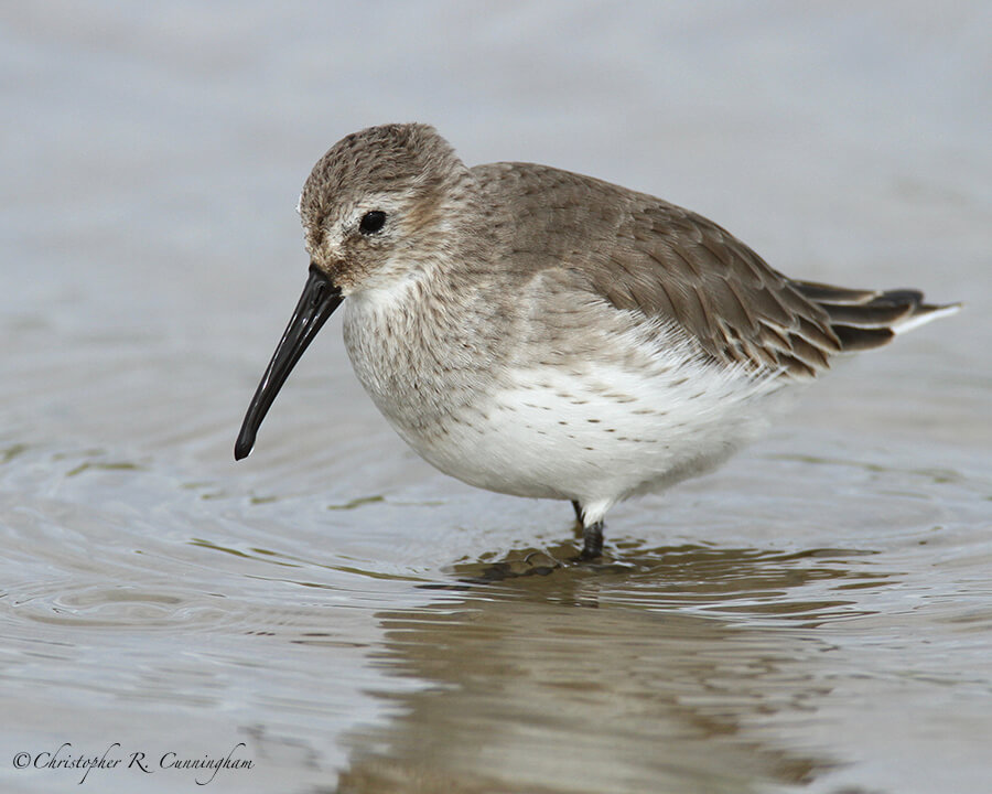 Dunlin, Frenchtown Road, Bolivar Peninsula, Texas