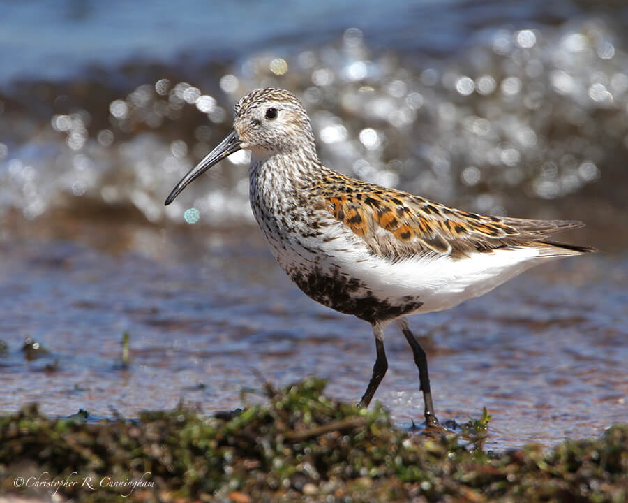 Dunlin in Breeding Color, Lake Superior, Wisconsin