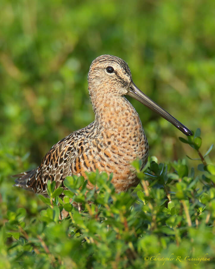 Long-billed Dowitcher, Lafitte's Cove, Galveston Island, Texas