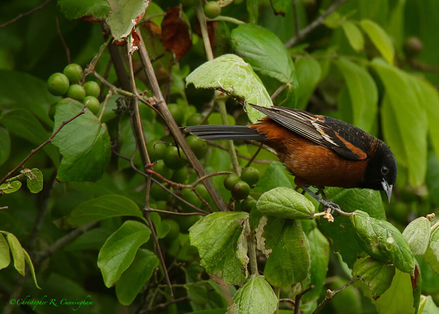 Male Orchard Oriole, Lafitte's Cove, Galveston Island, Texas