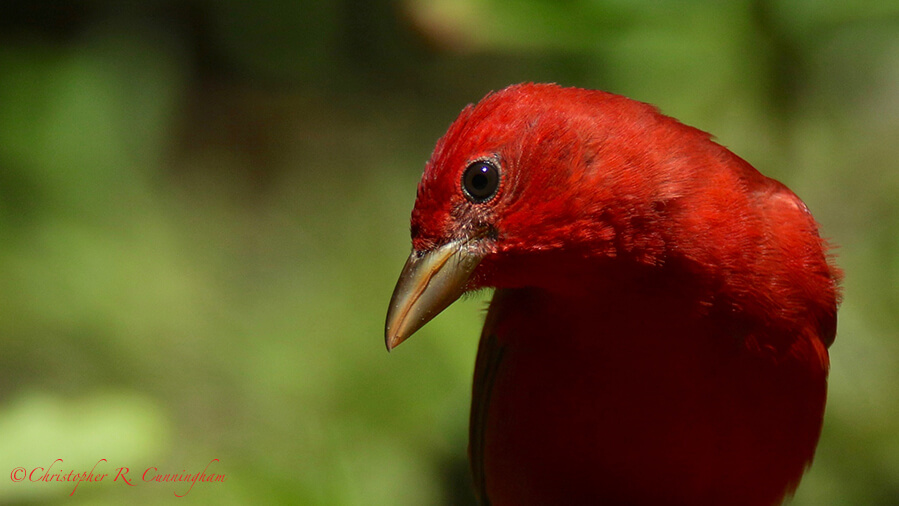 Male Summer Tanager, Lafitte's Cove, Galveston Island, Texas