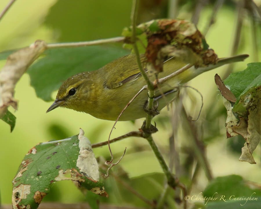 Palm Warbler, Lafitte's Cove, Galveston Island, Texas