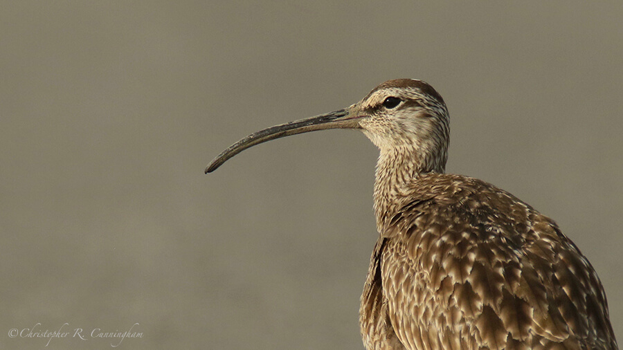 Portrait: Whimbrel, Frenchtown Road, Bolivar Peninsula, Texas