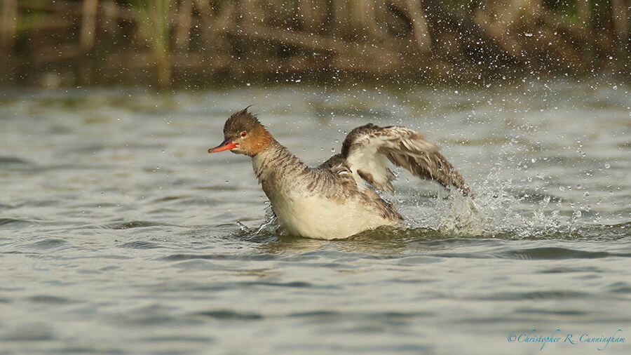 Bathing Female Red-breasted Merganser, Frenchtown Road, Bovlivar Peninsula, Texas